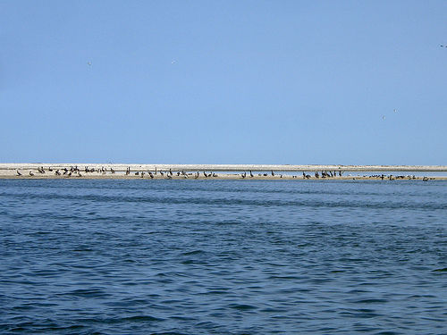 Birds on Chandeleur island