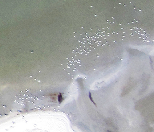 Birds and streaks of oil on a sandbar at Chandeleur